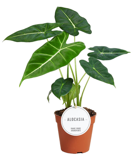 Alocasia Frydek kamerplant – Ø12 cm – hoogte ca. 35 cm – Olifantsoor – tropisch & luchtzuiverend