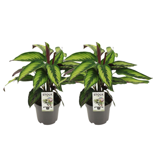 Calathea Majestica Princeps kamerplant – 2 stuks – potmaat 14 cm – hoogte 45 cm – luchtzuiverend