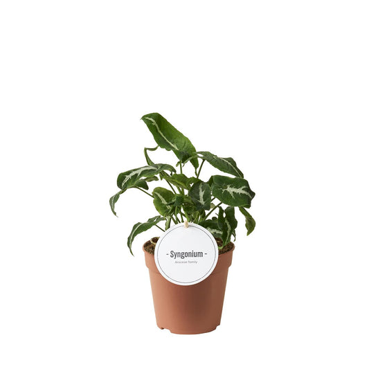 Syngonium Wendlandii kamerplant – Ø12 cm pot – ca. 25 cm hoog – onderhoudsvriendelijk & luchtzuiverend