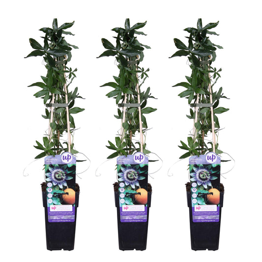 3x Passiebloem (Passiflora caerulea) – Tuinplant – Klimplant – 65 cm hoog – Potmaat 15 cm