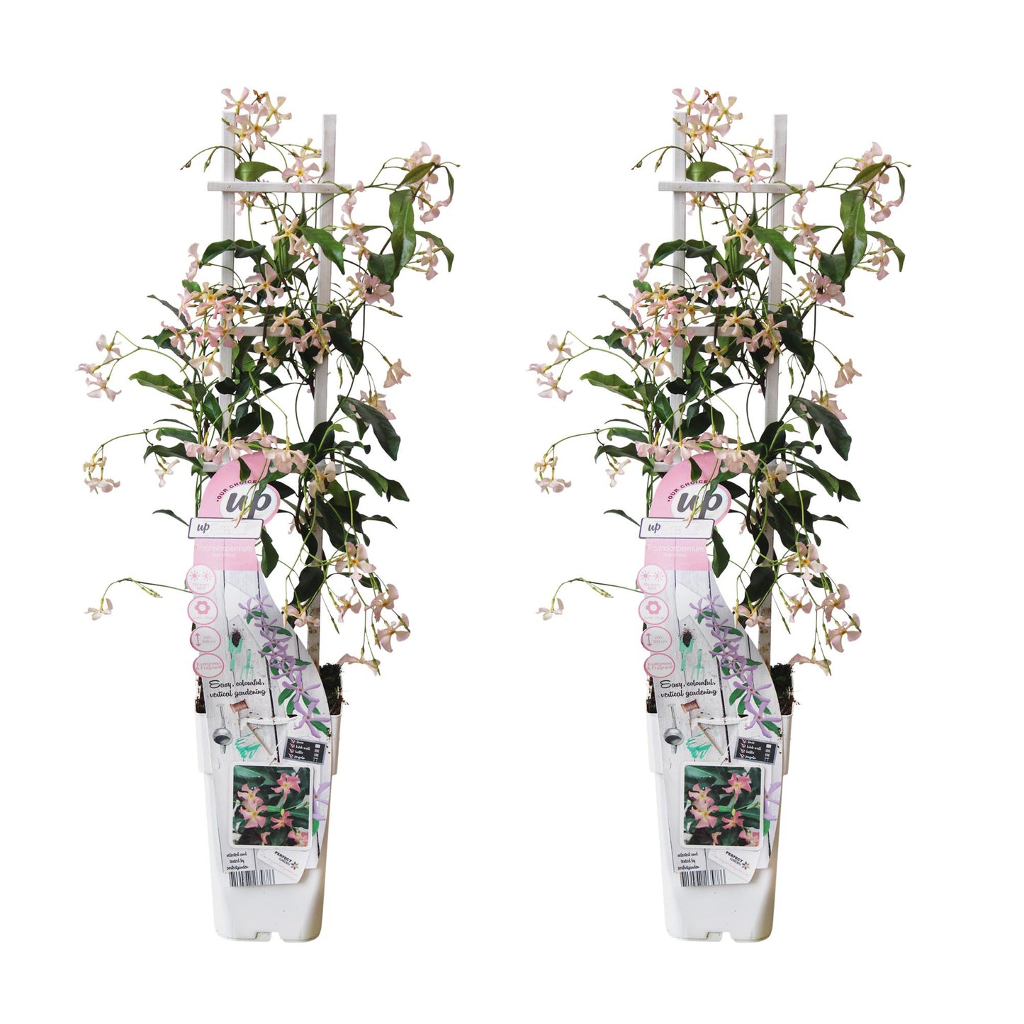 2x Trachelospermum ‘Star of Ibiza’ tuinplant – Sterjasmijn – geurende klimplant met roze bloemen – Ø15 cm pot – hoogte 65 cm