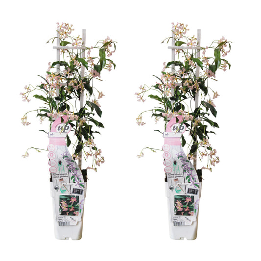 2x Trachelospermum ‘Star of Ibiza’ tuinplant – Sterjasmijn – geurende klimplant met roze bloemen – Ø15 cm pot – hoogte 65 cm