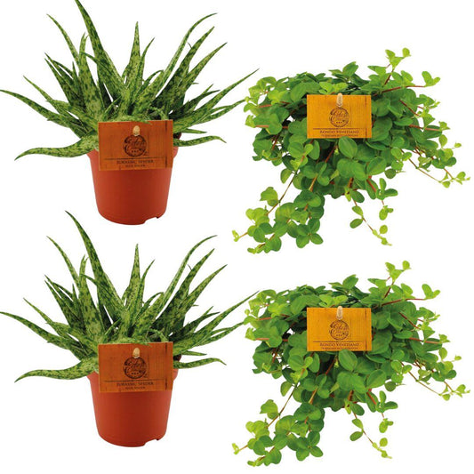 Aloe Spider en Peperomia Rotundifolia kamerplant set – 4 stuks – potmaat 10,5 cm – hoogte 10 cm – luchtzuiverend en onderhoudsvriendelijk