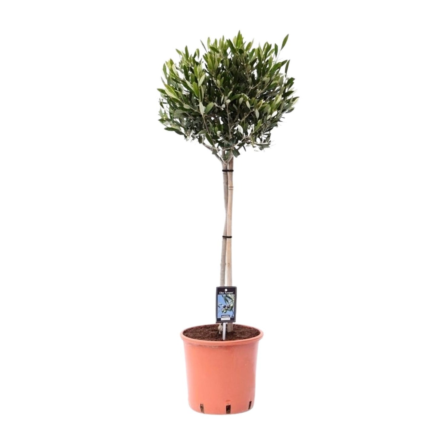 Olea europaea olijfboom tuinplant – mediterrane olijf – Ø22 cm pot – hoogte 100 cm – zonminnend & onderhoudsvriendelijk