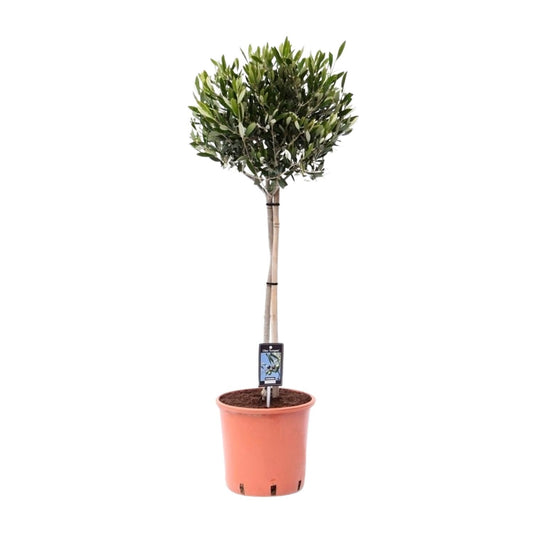 Olea europaea olijfboom tuinplant – mediterrane olijf – Ø22 cm pot – hoogte 100 cm – zonminnend & onderhoudsvriendelijk