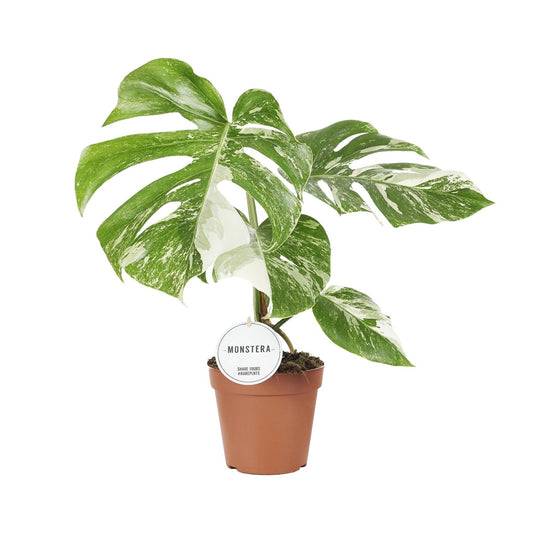 Monstera Deliciosa Variegata kamerplant – Ø15 cm pot – 45 cm hoog – Tropisch & luchtzuiverend