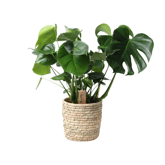 Monstera kamerplant in palmleaf basket – Ø21 cm – hoogte 60 cm – luchtzuiverend en onderhoudsvriendelijk