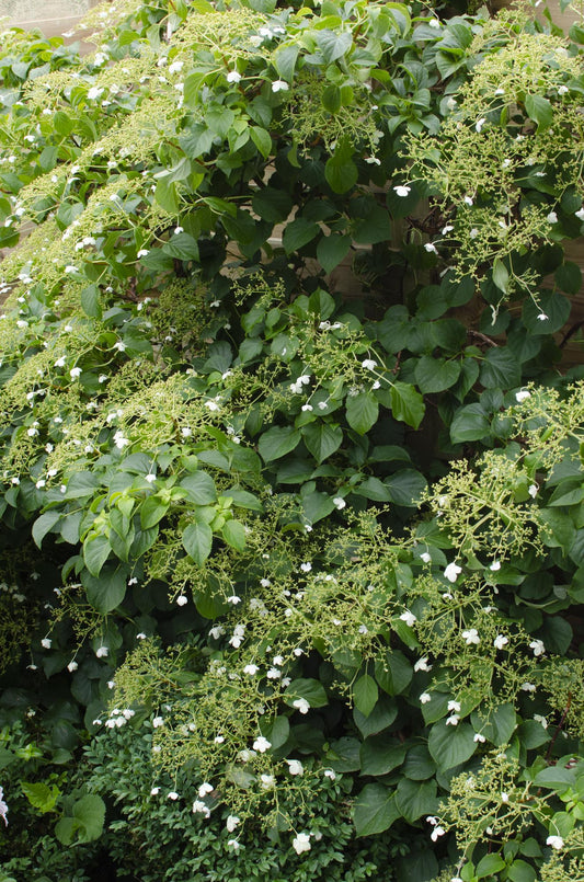 4x Klimhortensia Hydrangea petiolaris – Tuinplant – Hoogte 65 cm – Potmaat 15 cm