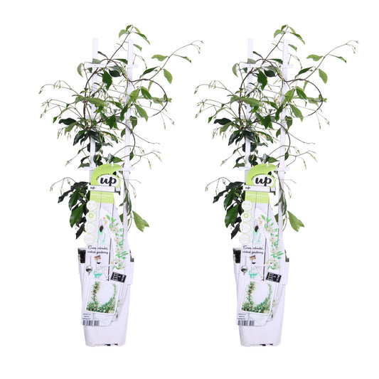 2x Trachelospermum ‘Star of Venice’ tuinplant – witte sterjasmijn – geurige klimplant – Ø15 cm pot – hoogte 65 cm – wintergroen & winterhard