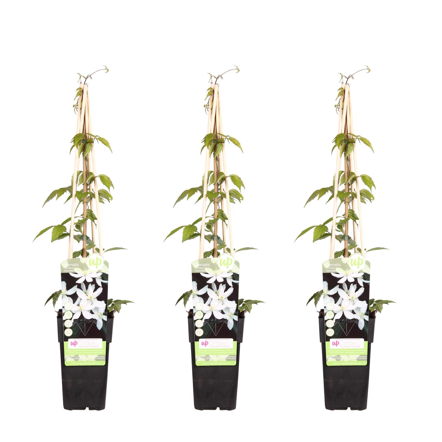 Clematis Montana Grandiflora tuinplant – Drie stuks – 65 cm hoog – Potmaat 15 cm – Witte klimplant rijkbloeiend