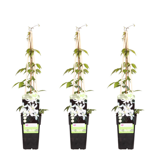 Clematis Montana Grandiflora tuinplant – Drie stuks – 65 cm hoog – Potmaat 15 cm – Witte klimplant rijkbloeiend