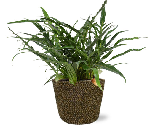Aglaomorpha Coronans kamerplant – luchtzuiverend – Ø17 cm – 45 cm hoog – inclusief zwarte Selin pot