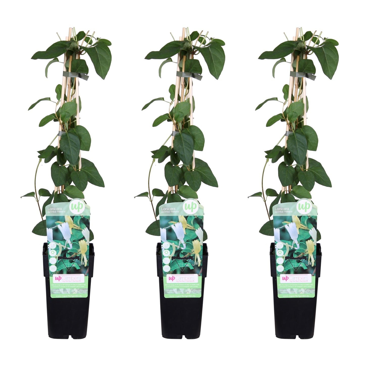 3x Lonicera japonica 'Halliana' – Chinese kamperfoelie – Tuinplant – 65 cm hoog – Potmaat 15 cm