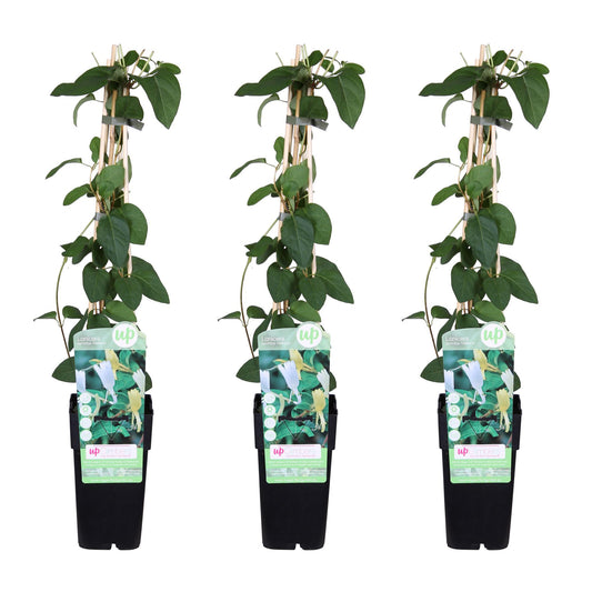 3x Lonicera japonica 'Halliana' – Chinese kamperfoelie – Tuinplant – 65 cm hoog – Potmaat 15 cm