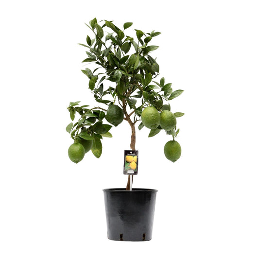Citrus Lemon tuinplant – citroenboom in pot – Ø22 cm – hoogte 80 cm – geurende vruchten & mediterrane uitstraling
