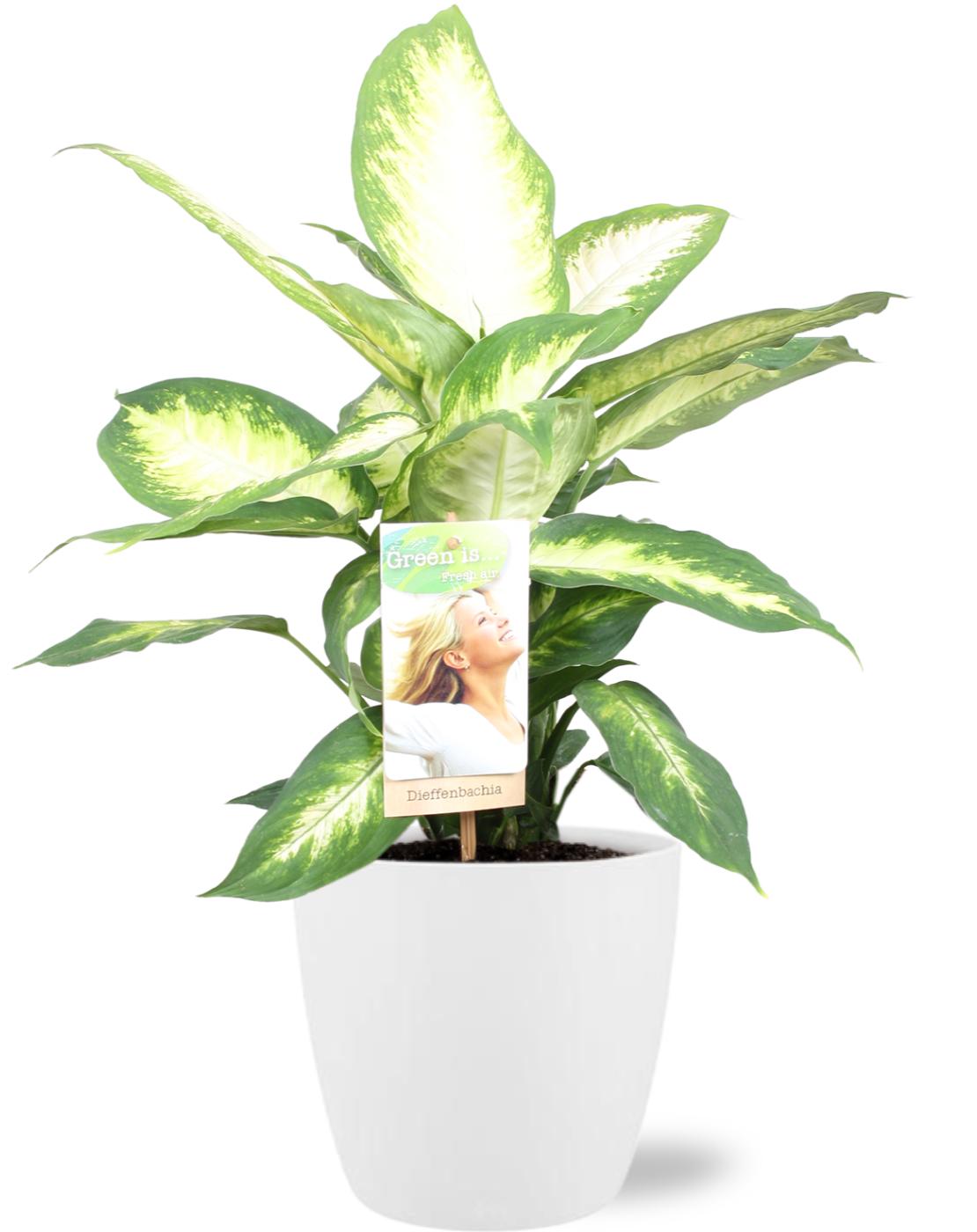 Dieffenbachia Camilla kamerplant met sierpot wit – Ø17 cm – hoogte 45 cm – luchtzuiverend