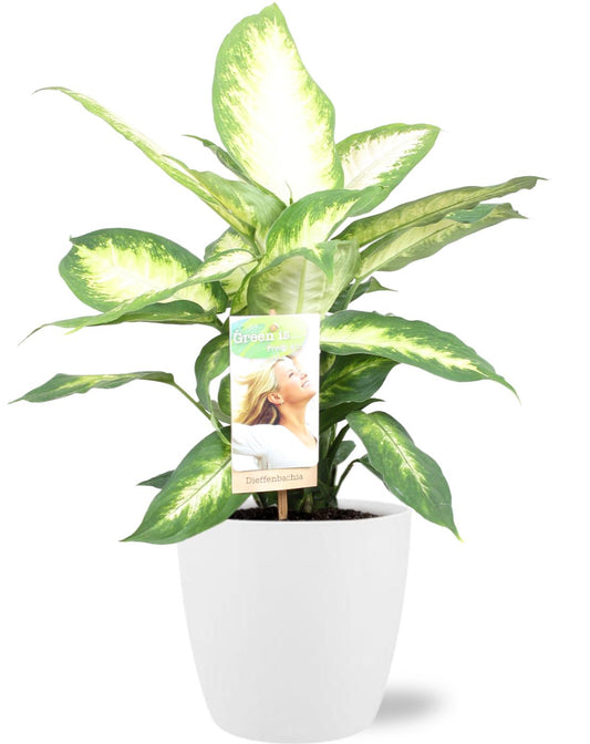Dieffenbachia Camilla kamerplant met sierpot wit – Ø17 cm – hoogte 45 cm – luchtzuiverend