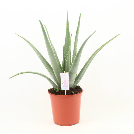 Aloe Vera kamerplant Ø24cm pot – 70cm hoog – onderhoudsvriendelijk en luchtzuiverend