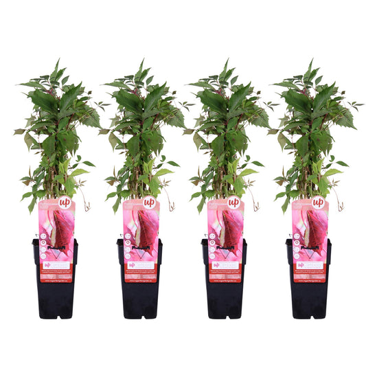 4x Parthenocissus quinquefolia 'Engelmannii' – Wilde wingerd klimplant – 65 cm hoog – Potmaat 15 cm