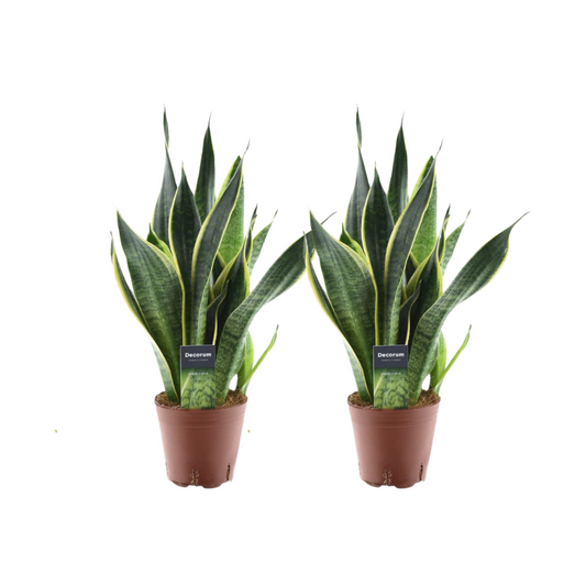 Sansevieria Futura Superba kamerplant – set van 2 – potmaat 14 cm – hoogte 45 cm – luchtzuiverend