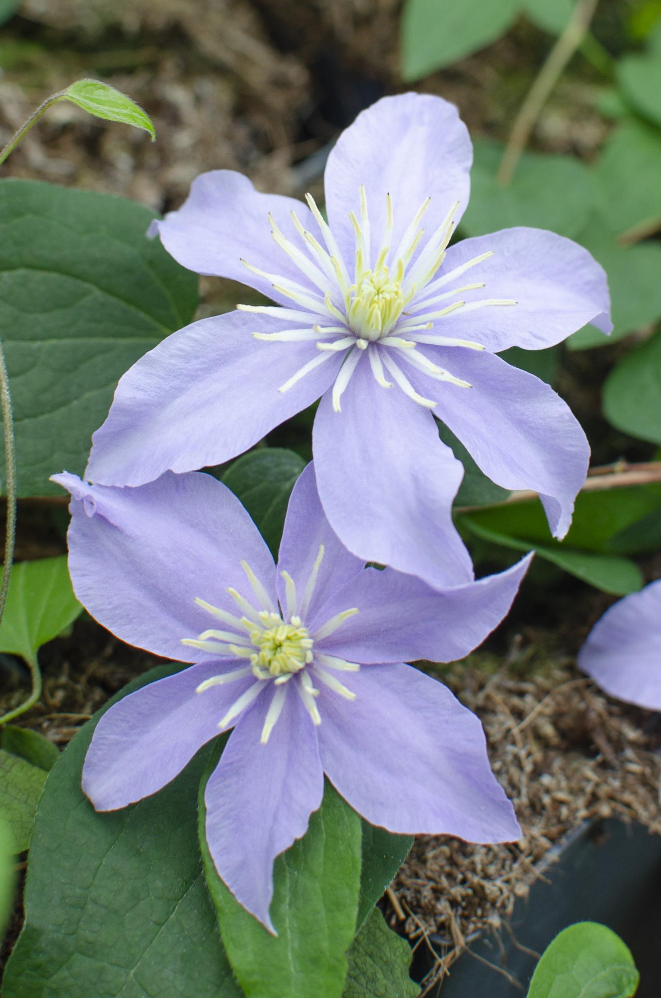Clematis Montana Grandiflora tuinplant – Grootbloemige klimplant – 4 stuks – 65 cm hoog – Potmaat 15 cm