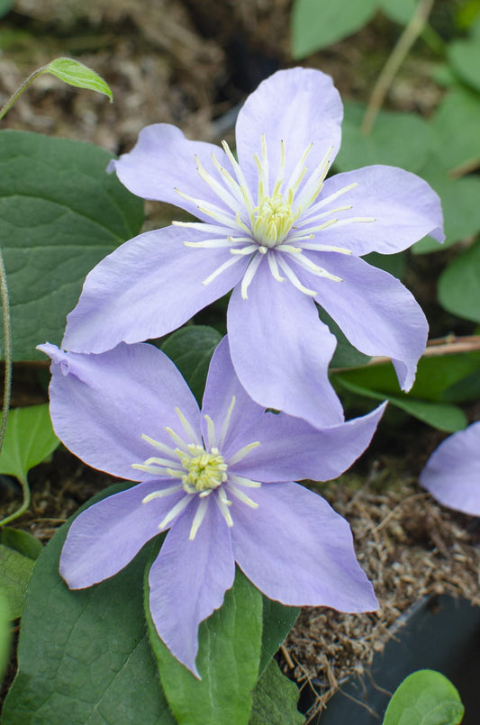 Clematis Montana Grandiflora tuinplant – Grootbloemige klimplant – 4 stuks – 65 cm hoog – Potmaat 15 cm