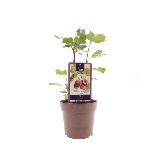 Ficus Brown Turkey tuinplant – Ø15 cm pot – hoogte ca. 40 cm – vijgenboom voor binnen & buiten