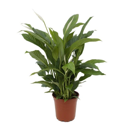 Spathiphyllum Torelli kamerplant – Ø17 cm pot – 65 cm hoog – Luchtzuiverend & bloeiend