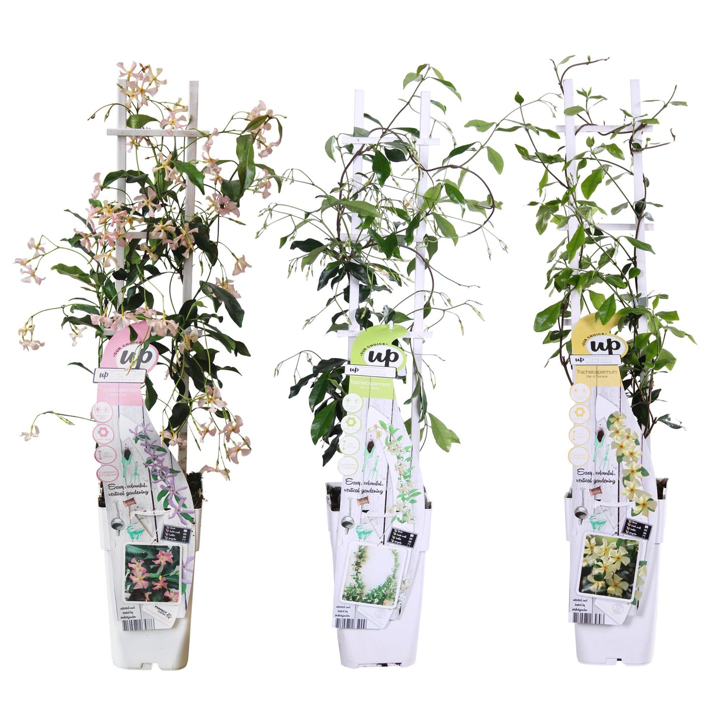 3x Trachelospermum jasminoides mix – Geurende tuinplant – Hoogte 65 cm – Potmaat 15 cm