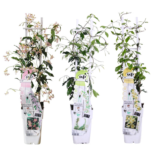3x Trachelospermum jasminoides mix – Geurende tuinplant – Hoogte 65 cm – Potmaat 15 cm