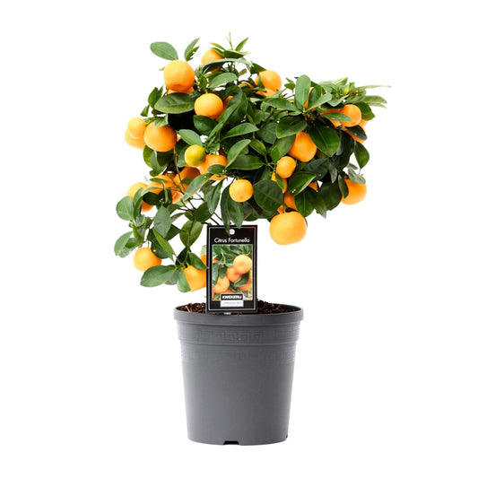 Citrus Calamondin kamerplant – geurige citrusboom – Ø15 cm pot – hoogte 40 cm – compact & decoratief