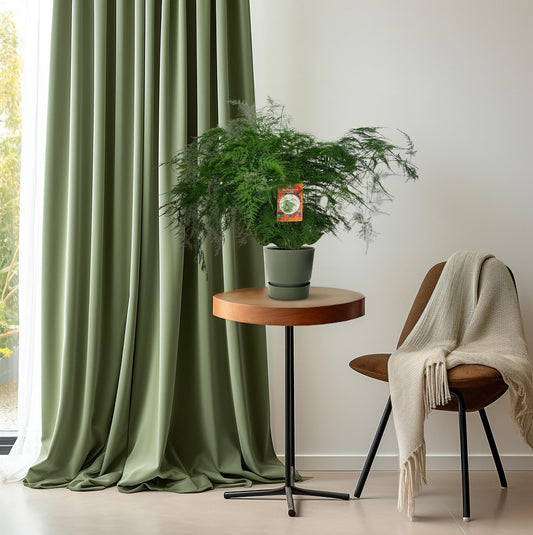 Asparagus Setaceus kamerplant – Ø27 cm – hoogte ca. 70 cm – sierlijke aspergevaren – onderhoudsvriendelijk & luchtzuiverend
