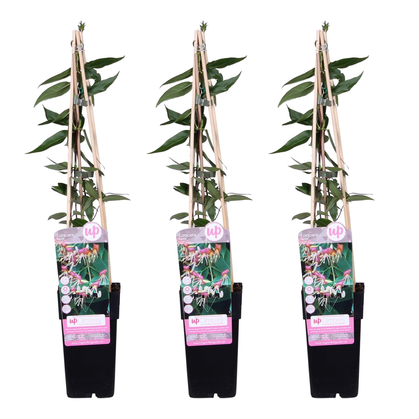3x Lonicera henryi Copper Beauty – Wintergroene klimplant – Tuinplant – Hoogte 65 cm – Potmaat 15 cm