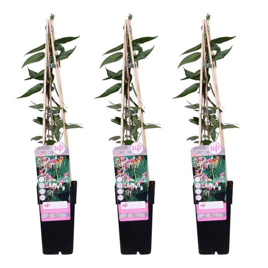 3x Lonicera henryi Copper Beauty – Wintergroene klimplant – Tuinplant – Hoogte 65 cm – Potmaat 15 cm